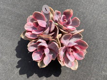 Load image into Gallery viewer, Echeveria Rainbow - Four heads | 彩虹群 - 四头