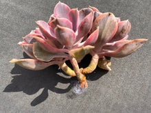 Load image into Gallery viewer, Echeveria Rainbow - Four heads | 彩虹群 - 四头