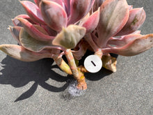 Load image into Gallery viewer, Echeveria Rainbow - Four heads | 彩虹群 - 四头