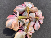 Load image into Gallery viewer, Echeveria Rainbow - Four heads | 彩虹群 - 四头