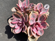 Load image into Gallery viewer, Echeveria Rainbow - Four heads | 彩虹群 - 四头