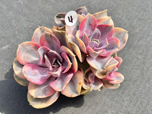 Load image into Gallery viewer, Echeveria Rainbow - Four heads | 彩虹群 - 四头