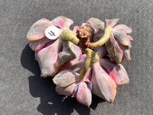 Load image into Gallery viewer, Echeveria Rainbow - Four heads | 彩虹群 - 四头