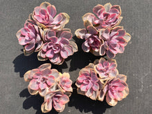 Load image into Gallery viewer, Echeveria Rainbow