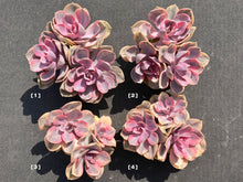 Load image into Gallery viewer, Echeveria Rainbow-image1