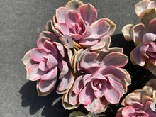 Load image into Gallery viewer, Echeveria Rainbow-image2