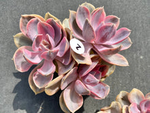Load image into Gallery viewer, Echeveria Rainbow-image3
