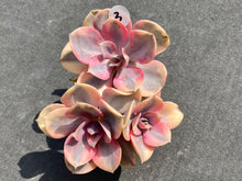 Load image into Gallery viewer, Echeveria Rainbow-image5