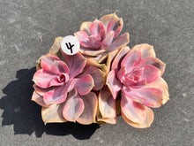 Load image into Gallery viewer, Echeveria Rainbow-image5
