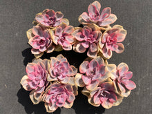 Load image into Gallery viewer, Echeveria Rainbow-image8