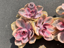 Load image into Gallery viewer, Echeveria Rainbow-image9