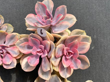 Load image into Gallery viewer, Echeveria Rainbow-image10