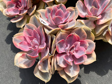 Load image into Gallery viewer, Echeveria Rainbow-image11