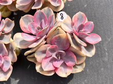 Load image into Gallery viewer, Echeveria Rainbow-image12