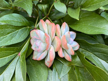 Load image into Gallery viewer, Echeveria Amabile