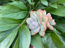 Load image into Gallery viewer, Echeveria Amabile-img