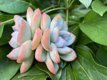 Load image into Gallery viewer, Echeveria Amabile-image