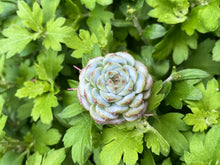 Load image into Gallery viewer, Red Velvet