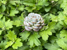 Load image into Gallery viewer, Red