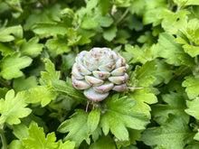 Load image into Gallery viewer, Red -Velvet