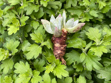 Load image into Gallery viewer, Dudleya