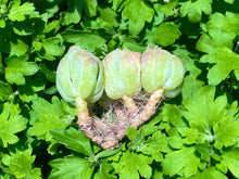 Load image into Gallery viewer, Echeveria Berry