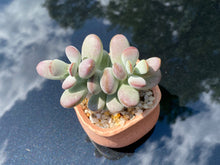 Load image into Gallery viewer, Cotyledon orbiculata (rooted with pot) | 乒乓福娘 (已服盆)