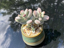 Load image into Gallery viewer, Cotyledon orbiculata (rooted with pot) | 乒乓福娘 (已服盆)