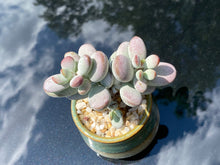 Load image into Gallery viewer, Cotyledon orbiculata (rooted with pot) | 乒乓福娘 (已服盆)