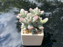 Load image into Gallery viewer, Cotyledon orbiculata (rooted with pot) | 乒乓福娘 (已服盆)