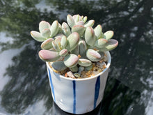Load image into Gallery viewer, Cotyledon orbiculata (rooted with pot) | 乒乓福娘 (已服盆)