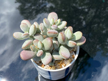 Load image into Gallery viewer, Cotyledon orbiculata (rooted with pot) | 乒乓福娘 (已服盆)