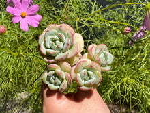 Load image into Gallery viewer, x sedeveria  pudgye