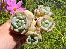 Load image into Gallery viewer, x Sedeveria