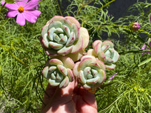 Load image into Gallery viewer, x Sedeveria -image-1