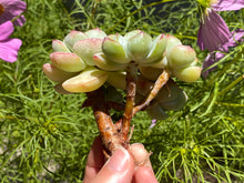 Load image into Gallery viewer, x Sedeveria -image