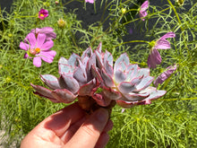 Load image into Gallery viewer, Echeveria hera