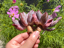 Load image into Gallery viewer, Echeveria hera