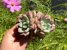 Load image into Gallery viewer, Graptopetalum spp