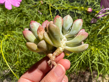 Load image into Gallery viewer, Graptopetalum spp- image-2