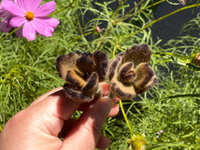 Load image into Gallery viewer, Kalanchoe tomentosa Teddy Bear