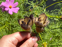 Load image into Gallery viewer, Kalanchoe tomentosa