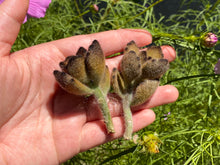 Load image into Gallery viewer, Kalanchoe tomentosa Teddy