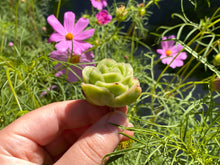 Load image into Gallery viewer, Graptoveria