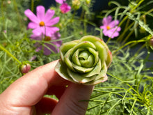 Load image into Gallery viewer, Graptoveria spp-1