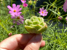 Load image into Gallery viewer, Graptoveria spp-2