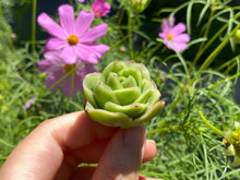 Load image into Gallery viewer, Graptoveria spp-3