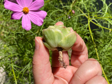 Load image into Gallery viewer, Graptoveria spp-4