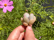 Load image into Gallery viewer, panchphytum-1