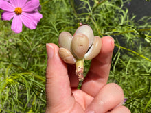 Load image into Gallery viewer, panchphytum-2